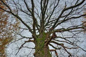 Kahler Baum im Herbst