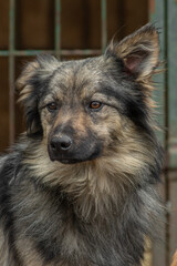 closeup portrait sad dog puppy locked in the metal cage. homeless dog concept