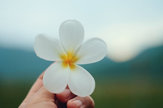 Cropped Hand Holding White Flower