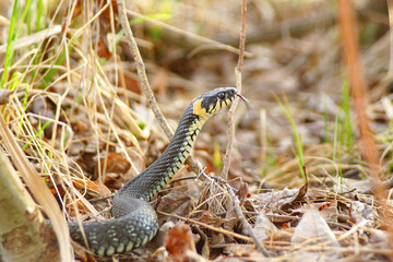 Snake (natrix natrix) in the grass