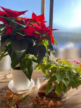 1 302 Best 水耕栽培images Stock Photos Vectors Adobe Stock