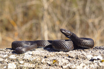 Viper on a tree stump