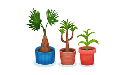 Succulent Plants Growing in Ceramic Flowerpots Vector Set
