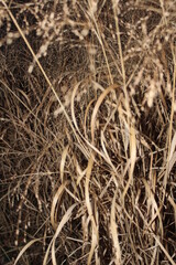 close up of hay