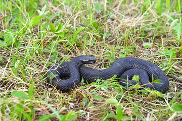 Adder (Vipera berus) in grass