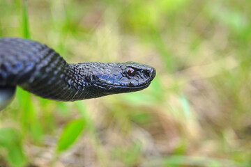 Adder (Vipera berus)