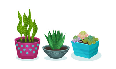 Succulent Plants Growing in Ceramic Flowerpots Vector Set