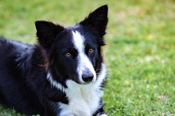 Beautiful Border collie black and white