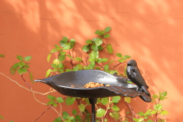 a small bird perches on a bird feeder while I take photos of it remotely