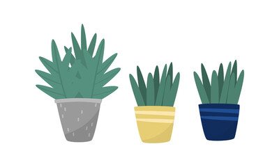 House Plants Growing in Ceramic Flowerpots Vector Set