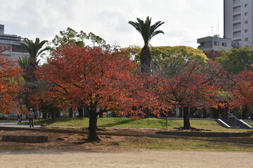 autumn in the park