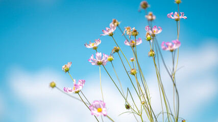 Cosmos on blue sky background