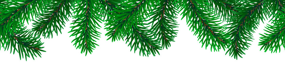 Fototapeta premium Beautiful seamless coniferous tree branches on white background vector.