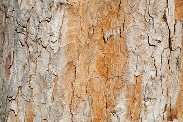 Braune Baumrinde, Holztextur, Hintergrundbild, Deutschland, Europa