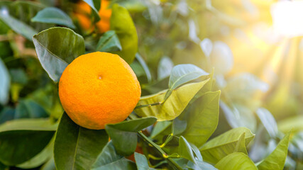 Tangerine tree branch with fruit during seasonal harvest. Authentic farm series.