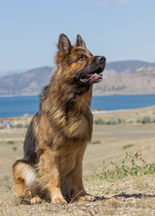 Dog Breed German Shepherd Walk Trains Team Sit