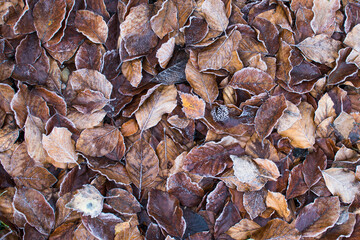 Autumn fallen leaves, frozen beech leaves on ground. Winter background without snow.