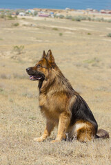 Dog Breed German Shepherd Walk Trains Sit