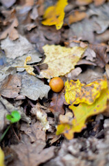 autumn leaves on the ground