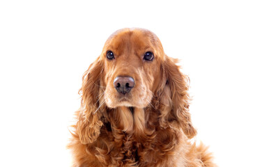 Adorable Cocker Spaniel