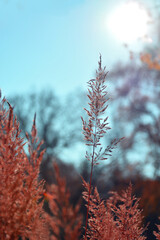 Grass against the background of the bright sun in autumn with a shallow depth of field, beautiful autumn landscape