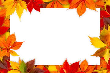 Blank card surrounded by colorful autumn leaves.