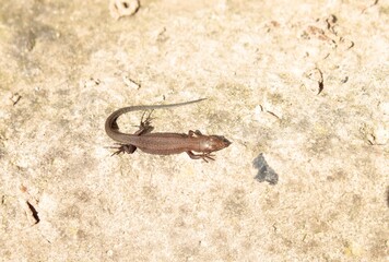 A lizard basks in the sun on a gray rock.