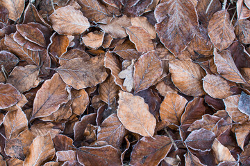 Autumn fallen beech leaves, frozen leaves on ground. Winter background without snow.
