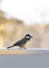 titmouse on the window with a nut in its beak