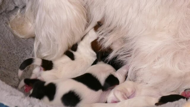 Happy dog feeding her puppies