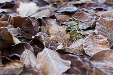 Autumn fallen leaves, frozen beech leaves on ground. Young seedling of fir tree in winter nature. Winter background without snow.