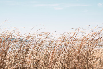 Fototapety  Trawa suchej turzycy powiewa na wietrze obok jeziora lub rzeki. Trawa turzycy złotej jesienią w słońcu. Streszczenie tło naturalne. Naturalny beż lub zestaw szampański tło