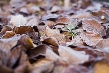 Autumn fallen leaves, frozen beech leaves on ground. Young seedling of fir tree in winter nature.  New life of wood symbol.