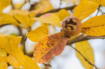 Ripe medlar fruit on a tree branch