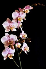 Pink Orchid isolated on black