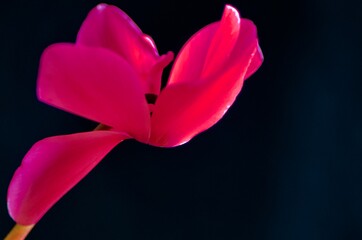 Obraz premium Pink Cyclamen flower isolated on black 