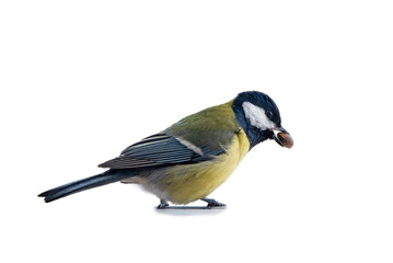 bird with a nut in its beak isolated on white background