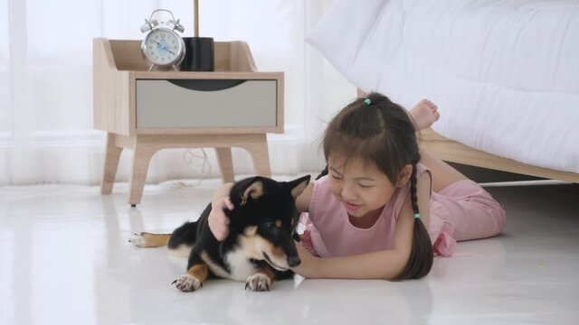 Cute little Asian girl with pigtails, in pink pajamas, lying on the floor, patting her black and tan Shiba Inu puppy in the bedroom