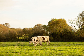 Fototapeta premium Two white and brown cows in the field
