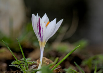 Flower of Crocus laevigatus, Crete