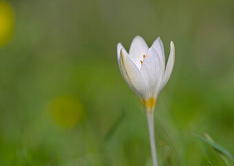 Flower of Crocus boryi