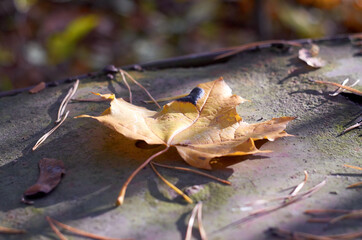 Photo of brown maple leaf on metal surface