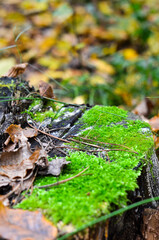 autumn leaves on the ground