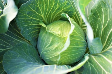キャベツ成長中