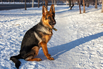 German shepherd dog breed on a walk in winter