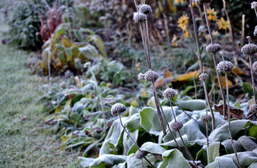 perennial flower beds still flowering in early December frozen in hoarfrost of ice from the fog. grazing for bees in front of hives frozen by ice - obrazy, fototapety, plakaty