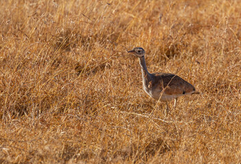 White-bellied bustard or korhaan, (Eupodotis senegalensis) in Ol Pejeta Conservancy, Kenya, East Africa. Female bird walking in golden grass. Birdwatching on Kenyan safari with copy space