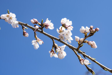 桜が咲き始めた