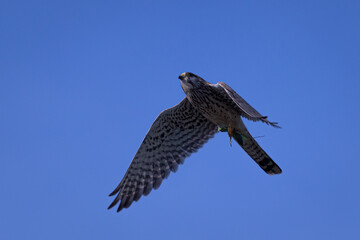 Kestrel with Mantis
