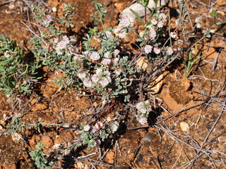 Red Dodder (Cuscuta planiflora)